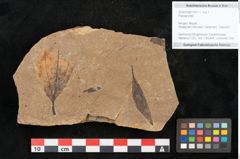 Foto (Objekt + Etikett) von Plantae indet.  (NHMW-GEO-2024-0188-11411)